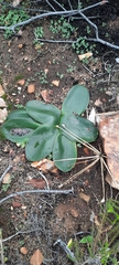 Brunsvigia bosmaniae