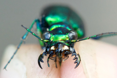 Cicindela denikei