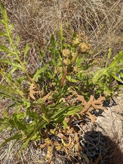 Silphium albiflorum