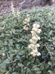 Pyrola dentata