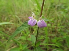Justicia phyllostachys