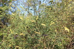 Calicotome spinosa