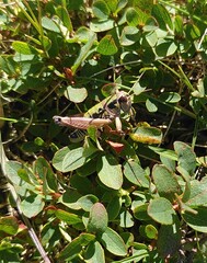 Cophopodisma pyrenaea