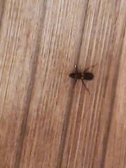 Ectomocoris biguttulus