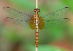 Erythrodiplax famula