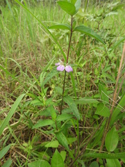 Justicia phyllostachys