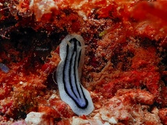Phyllidiopsis xishaensis