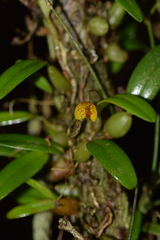 Bulbophyllum analamazoatrae image