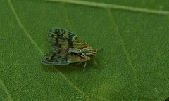 Bothriocera maculata