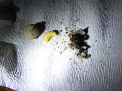 Sceliphron curvatum