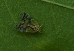 Bothriocera maculata