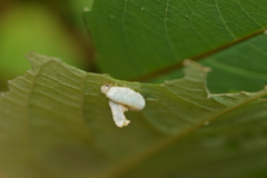 Aglaostigma semiluteum