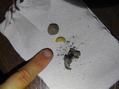 Sceliphron curvatum