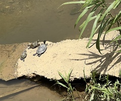 Trachemys stejnegeri