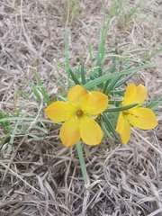 Talinum aurantiacum