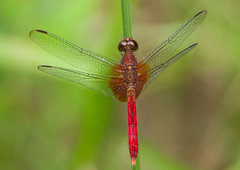 Erythrodiplax famula