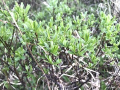 Salix argyrocarpa