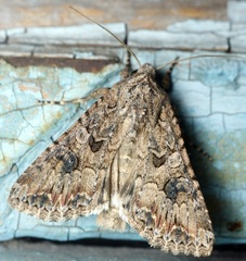 Anarta trifolii