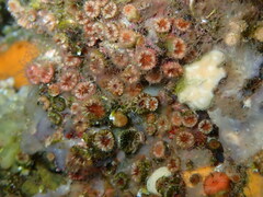 Polycyathus muellerae