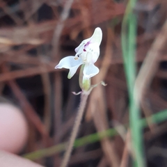 Disperis macowanii