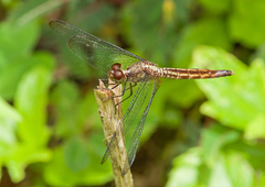 Erythrodiplax famula