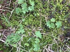 Alchemilla glomerulans