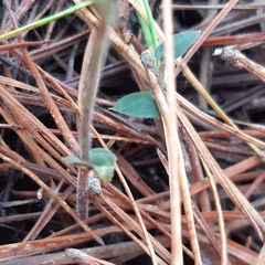 Disperis macowanii