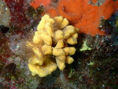 Axinella damicornis
