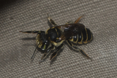 Megachile albitarsis