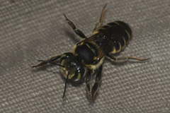 Megachile albitarsis