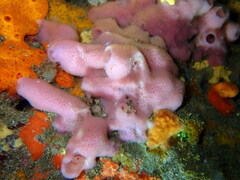 Haliclona mediterranea