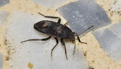 Microtomideus carbonarius