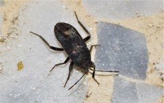 Microtomideus carbonarius