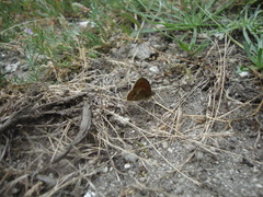 Coenonympha dorus