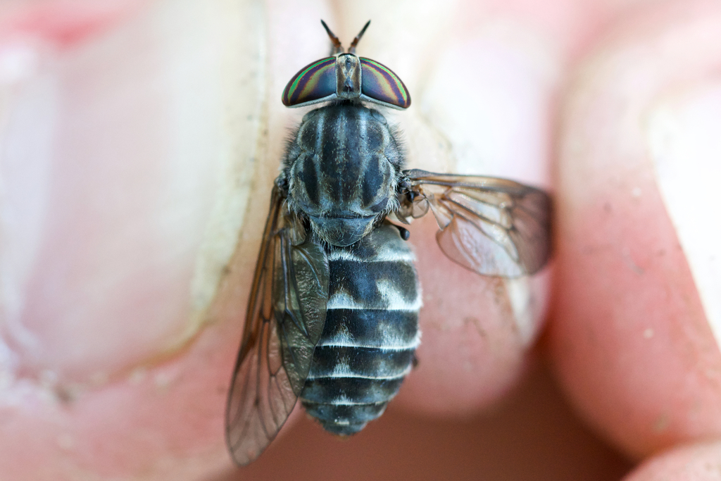 Hybomitra pechumani
