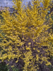 Forsythia ovata