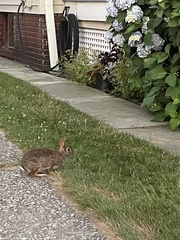 Sylvilagus floridanus