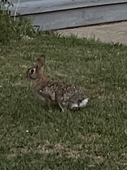 Sylvilagus floridanus
