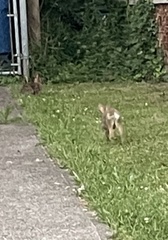 Sylvilagus floridanus