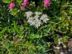 Heracleum austriacum