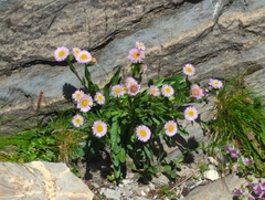 Erigeron alpinus