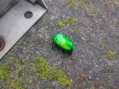 Diphyllomorpha olivacea