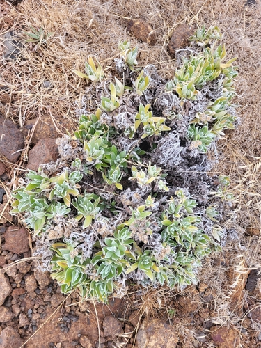 Helichrysum devium (Helichrysum devium)
