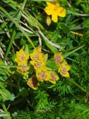 Bupleurum ranunculoides