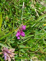 Hedysarum hedysaroides