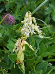 Astragalus frigidus
