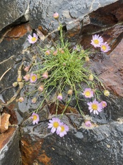 Erigeron arenarioides