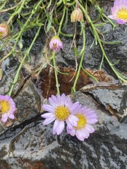Erigeron arenarioides