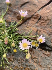 Erigeron arenarioides