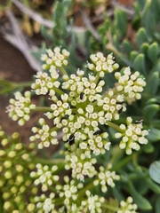 Crithmum maritimum image